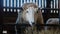 Welsh flock of Ewe Sheep and lambs feeding on hay inside a barn shed in Wales, March 2023