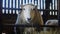 Welsh flock of Ewe Sheep and lambs feeding on hay inside a barn shed in Wales, March 2023