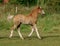 Welsh Foal Trotting