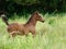 Welsh Foal Trotting