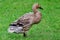 Welsh Harlequin duck in a garden looking aside