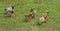 Welsh Harlequin ducks walking in a row.