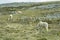 Welsh Mountain Ponies with foal