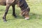 This Welsh Mountain Pony is captured grazing on a hill in the Brecon Beacons National Park