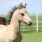 Welsh mountain pony foal