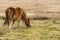 Welsh Mountain Pony Grazing