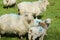 Welsh Mountain Sheep and Lambs