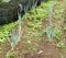 Welsh Onions Field