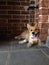 Welsh Pembroke corgi puppy