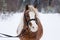 A Welsh pony on the background of a winter forest