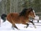 Welsh Pony Bay Stallion galloping at pasture in the snow close up.