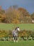 Welsh Pony In Beautiful Light