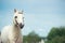 Welsh pony cream stallion at sky background