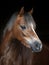 Welsh Pony Headshot