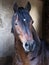 Welsh Pony Headshot