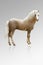 Welsh pony isolated on grey