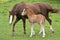 Welsh pony mare with foal