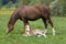 Welsh pony mare with foal