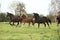 Welsh pony mares with foals running