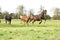 Welsh pony mares with foals running