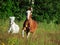 Welsh pony and mini Appaloosa running in the field