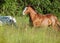 Welsh pony and mini Appaloosa running in the field