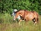 Welsh pony and mini Appaloosa running in the field