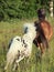 Welsh pony and mini Appaloosa running in the field. back view