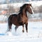 Welsh pony stallion playing in winter