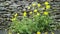 Welsh poppies against rough grey stone wall