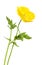 Welsh poppy