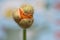 Welsh Poppy Bulb Close Up