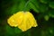 Welsh Poppy In The English Rain 2