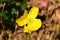 Welsh Poppy - Papaver cambricum, synonym Meconopsis cambrica