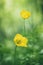 Welsh Poppy springtime yellow flower