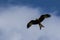 Welsh Red Kite, Milvus milvus, soaring in cloudy blue sky