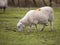 A Welsh Sheep in the Rain.