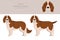 Welsh Springer spaniel clipart. Different poses, coat colors set