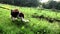 Welsh springer spaniel puppy experiencing cows