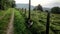 Welsh springer spaniel puppy on the leash