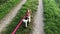 Welsh Springer Spaniel puppy on the leash