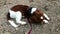 Welsh springer spaniel puppy on the leash chewing wood