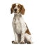 Welsh Springer Spaniel sitting