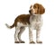 Welsh Springer Spaniel standing