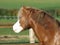 Welsh Stallion Headshot