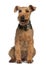 Welsh Terrier, 6 years old, sitting