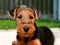 Welsh Terrier Asta