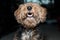 Welsh Terrier head close up shot showing his teeth indoors