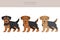 Welsh terrier puppy clipart. Different poses, coat colors set