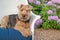 Welsh terrier in rhododendron garden
